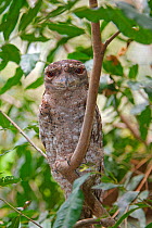 Papuan frogmouth  (Podargus papuensis) during daytime, Queensland, Australia