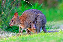 Red-necked pademelon  (Thylogale thetis), female and baby, Queensland, Australia