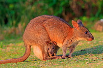 Red-necked pademelon  (Thylogale thetis), female and baby, Queensland, Australia
