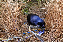 Satin bowerbird (Ptilonorhynchus violaceus), male building his bower to attract females with blue objects, Queensland, Australia