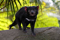 Tasmanian devil (Sarcophilus harrisii), standing on rock, captive, Queensland, Australia