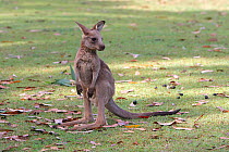 Grey kangaroo (Macropus giganteus), young in  park, Brisbane, Queesland, Australia