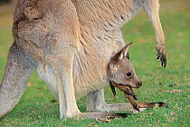 Grey kangaroo (Macropus giganteus), adult with baby in  pouch, Brisbane, Queensland, Australia
