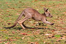Grey kangaroo (Macropus giganteus), young in a park, Brisbane, Queesland, Australia