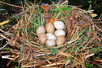 Common moorhen (Gallinula chloropus) nest with eight eggs, Alsace, France