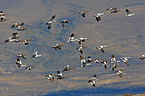 Magellan goose (Chloephaga picta), group in flight, Santa Cruz province, Argentina