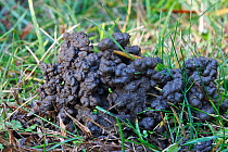 Common earthworm (Lumbricus  terrestris) castings on   ground, Provence, France