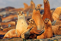 South American sea lion (Otariaflavescens) colony on beach, Punta Norte, Peninsula Valdes, Argentina