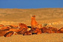 South American sea lion (Otariaflavescens) colony on beach, Punta Norte, Peninsula Valdes, Argentina