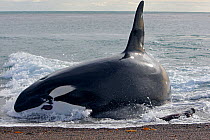 Killer whale (Orcinus orca) male named Mel attacking young South American sea lion (Otaria flavescens) on beach, Punta Norte, Peninsula Valdes, Argentina
