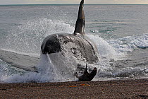 Killer whale (Orcinus orca) male named Mel attacking  young South American sea lion (Otaria flavescens) on beach, Punta Norte, Peninsula Valdes, Argentina