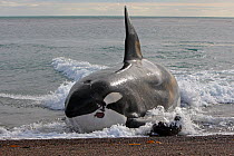 Killer whale (Orcinus orca) male named Mel attacking young South American sea lion (Otaria flavescens) on beach, Punta Norte, Peninsula Valdes, Argentina