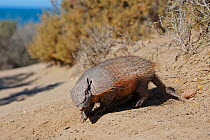 Hairy armadillo (Chaetophractus villosus), Punta Norte, Peninsula Valdes, Argentina