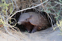 Hairy armadillo (Chaetophractus villosus), near by the burrow, Punta Norte, Peninsula Valdes, Argentina. Small repro only