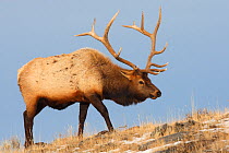 Elk or Wapiti (Cervus canadensis), walking on a hill,  Yellowstone National Park, USA