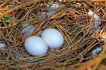 Wood pigeon (Columba palumbus), nest with two eggs, Alsace, France