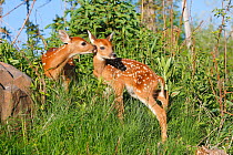 White tailed deer (Odocoileus virginianus), two fawns age one week, captive, USA.