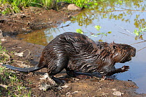 European Beaver (Castor fiber) in a pond, Finland