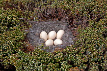 Kelp goose (Chloephaga hybrida), nest with five eggs, Sea Lion Island, Falkland Islands