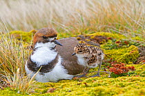 Two banded plover, (Charadrius falklandicus), adult on the nest, Sea Lion Island, Falkland Islands