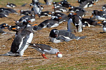 Dolphin gull (Larus scoresbii), stealing an egg in the colony of Gentoo penguin, Sea Lion Island, Falkland Islands