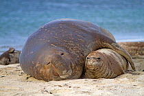 Southern elephant seal (Mirounga leonina) dominant male with a female, Sea Lion Island, Falkland Islands
