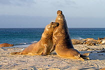 Southern elephant seal (Mirounga leonina) fight between males, Sea Lion Island, Falkland Islands