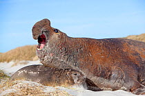 Southern elephant seal (Mirounga leonina) , dominant male with a female, Sea Lion Island, Falkland Islands