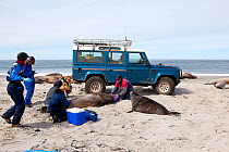 Southern elephant seal (Mirounga leonina) , scientists tagging a female with a satellite transmitter, Sea Lion Island, Falkland Islands
