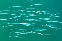 Garfish / Sea needle (Belone belone), Eastern island, Midway Atoll National Wildlife Refuge, Hawaii