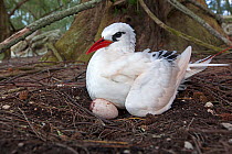 Red billed tropicbird (Phaethon aethereus) on the nest, Sand island, Midway Atoll National Wildlife Refuge, Hawaii