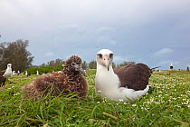 Laysan albatross (Phoebastria immutabilis), adult and chick, Eastern island, Midway Atoll National Wildlife Refuge, Hawaii