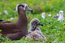 Black-footed albatross (Phoebastria nigripes), adult and young, Eastern island, Midway Atoll National Wildlife Refuge, Hawaii