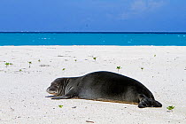Hawaiian monk seal (Neomonachus schauinslandi) Eastern island, Midway Atoll National Wildlife Refuge, Hawaii