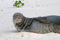 Hawaiian monk seal (Neomonachus schauinslandi (formerly Monachus schauinslandi), is an endangered species of earless seal, Eastern island, Midway Atoll National Wildlife Refuge, Hawaii