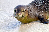 Hawaiian monk seal (Neomonachus schauinslandi), is an endangered species of earless seal, Eastern island, Midway Atoll National Wildlife Refuge, Hawaii