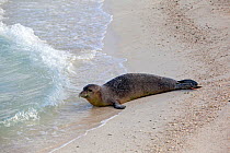 Hawaiian monk seal (Neomonachus schauinslandi), Eastern island, Midway Atoll National Wildlife Refuge, Hawaii