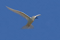 White tern (Gygis alba), in flight, Sand island, Midway Atoll National Wildlife Refuge, Hawaii