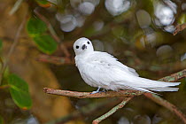 White tern (Gygis alba), perched on a branch, Sand island, Midway Atoll National Wildlife Refuge, Hawaii