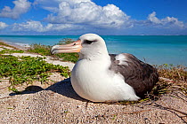 Laysan albatross (Phoebastria immutabilis) on nest, Eastern island, Midway Atoll National Wildlife Refuge, Hawaii