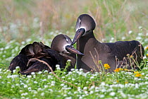 Black-footed albatross (Phoebastria nigripes), courtship ritual, Eastern island, Midway Atoll National Wildlife Refuge, Hawaii