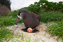 Black-footed albatross (Phoebastria nigripes), adult on  nest scrape with one egg, Eastern island, Midway Atoll National Wildlife Refuge, Hawaii