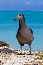 Black-footed albatross (Phoebastria nigripes), Eastern island, Midway Atoll National Wildlife Refuge, Hawaii