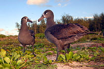 Black-footed albatross (Phoebastria nigripes), courtship ritual, Eastern island, Midway Atoll National Wildlife Refuge, Hawaii