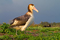 Short-tailed albatross (Phoebastria albatrus), immature, Sand island, Midway Atoll National Wildlife Refuge, Hawaii