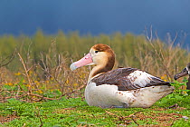 Short-tailed albatross (Phoebastria albatrus), immature, Sand island, Midway Atoll National Wildlife Refuge, Hawaii