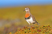 Rufous-chested plover (Charadrius modestus), adult near by the nest, Pebble Island, Falkland Islands