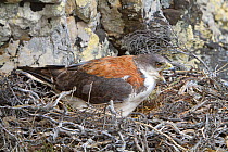 Variable hawk (Buteo polyosoma), female on the nest, Pebble Island, Falkland Islands