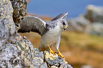 Variable hawk (Buteo polyosoma) male perched with wings stretched on rocks, Pebble Island, Falkland Islands