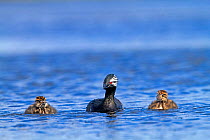 White-tufted grebe (Podiceps rolland rolland), adult with two chicks swimming, Pebble Island, Falkland Islands